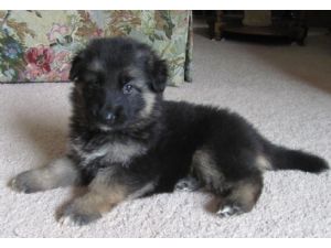 German Shepherd  puppies ready