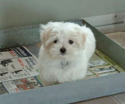 cute and adorable maltese puppies