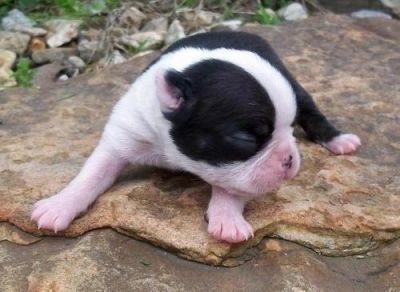 Boston Terrier Puppies for Sale