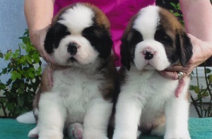 Saint Bernard, PUPPIES FOR sale,READY