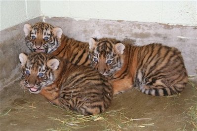 SIBERIAN TIGER CUBS FOR SALE