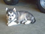  Ex mas Siberian Husky babies male and female.