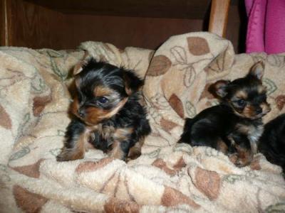 Healthy Tiny Teacup Yorkie Puppies For Free Adoption