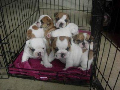 Maxi light English Bulldog puppies