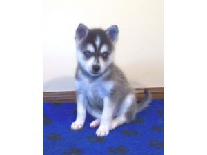 Alaskan Klee Kai for Sale