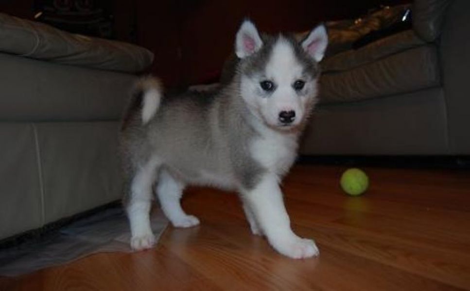 Companion Siberian Husky Puppies Available for adoption