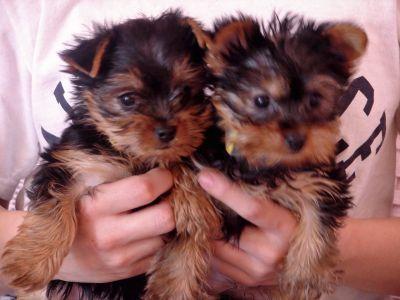 Quality Teacup Yorkie Puppies For Adoption