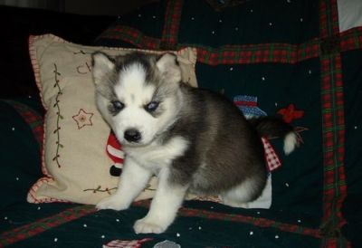 Healthy Siberian Husky Puppies