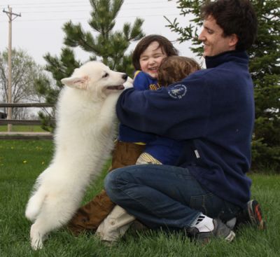 adoraable german shepard for online adoption