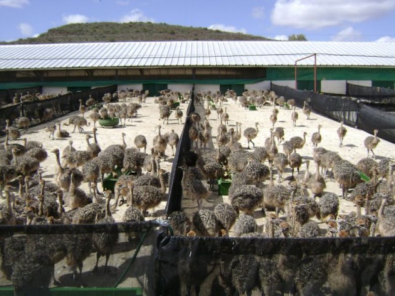 Ostrich Chicks in Middelburg South Africa