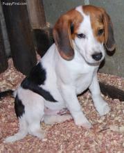 Beagle puppies for carring families