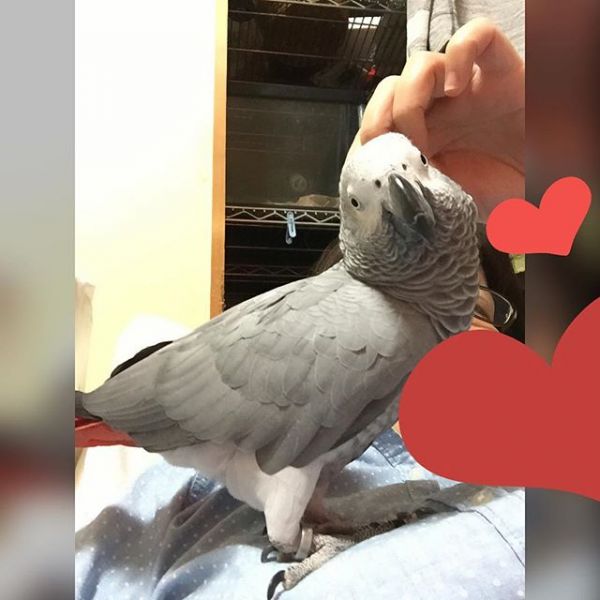 Get your merry Xmas African Grey Parrots