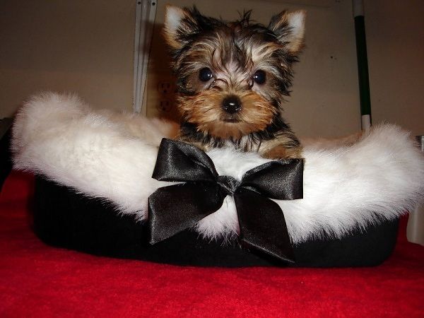 100% Cute Yorkie Puppies for sale