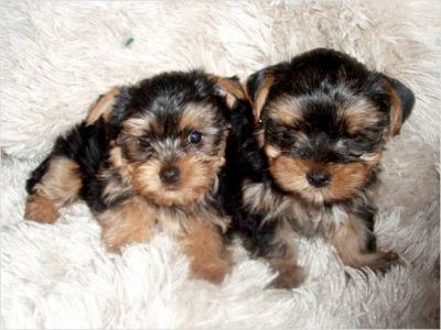 male and female yorkshire terrier