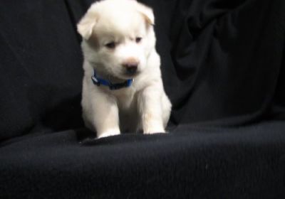 Cute And Adorable Siberian Husky Puppies For A Sweet...