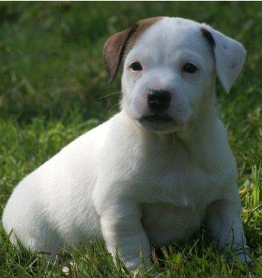 Jack Ruselle Puppies For Sale 