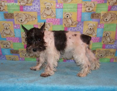 Miniature Schnauzer puppies