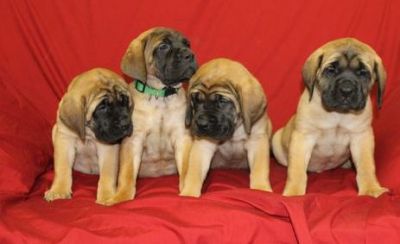 My sweet Mastiff Puppies for sale $300 for good homes.
