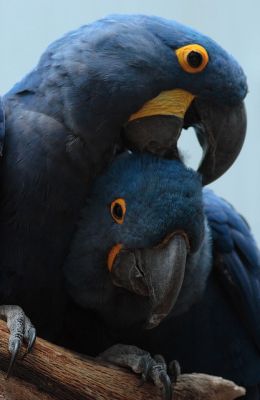   Free Pair Of Hyacinth Macaw Parrots For A Loving Home (totaly free )