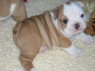 Top Quality 100% akc Registered English Bulldog Puppies For Adoption.