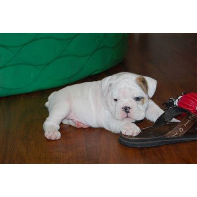 TWO WHITE ENGLISH BULLDOG PUPPIES LOOKING FOR A NEW CARING HOME