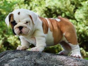 Adorable english bull dog puppies
