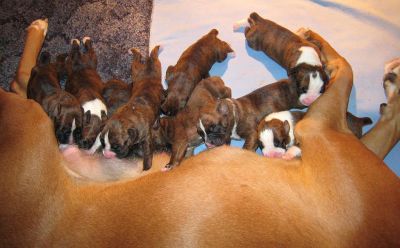 Boxer puppies