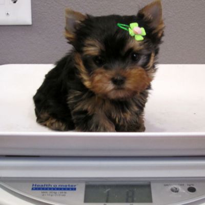 Healthy Yorkie Puppies for adoption.
