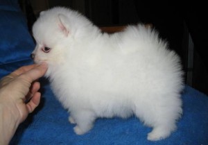 Cute Toy-Size Pomerania Puppies