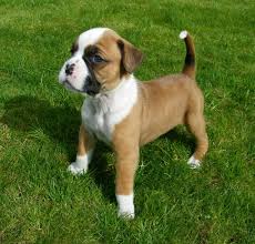 Boxers puppies now ready for sale 
