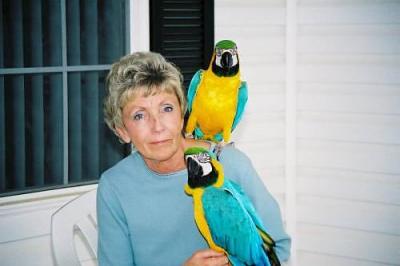 Home Raised Macaw birds available