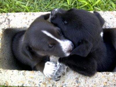 Kelpie x Cattledog Pups For Sale