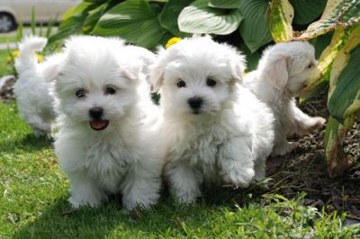 Gorgeous Teacup Maltese Puppies
