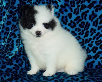 Pomeranian puppies for sale now