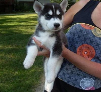 Home Trained Siberian Husky Puppies For Sale