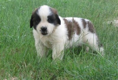 Cute Home Raised Saint Benard Puppies For Homes