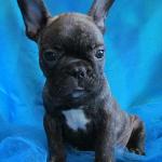 akc blue french bull dog puppy for sale 