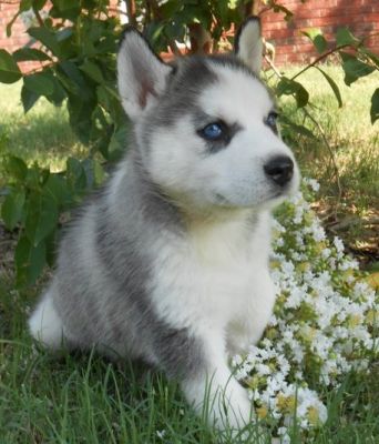 Two vet checked and akc registered siberian husky puppies