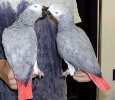 African grey parrots