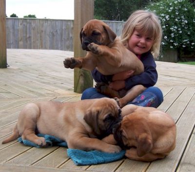 Bull Mastiff Puppies