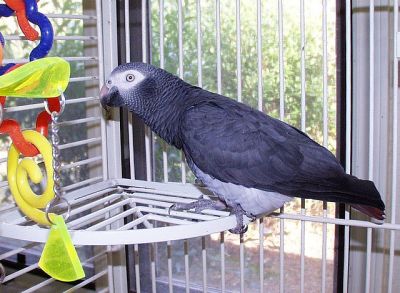 Pair Of African Grey Parrots For Adoption