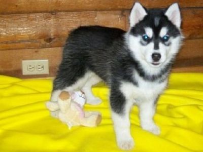 ADORABLE AND CUTE SIBERIAN HUSKY PUPPIES FOR A HOME  