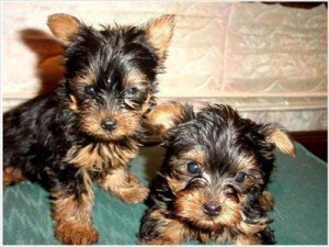 Outstanding AkC Reg Yorkie Puppies for sale..(louisa.corner@yahoo.com)