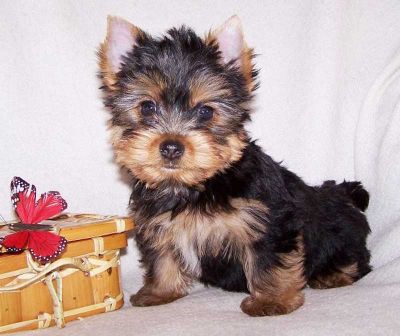 free Yorkshire terrier puppy