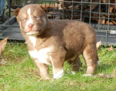 Beautiful Husky Puppy for your Valentine
