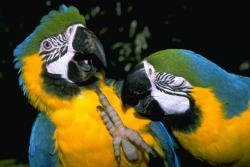 Four  Blue & Gold Macaw Parrots for sale