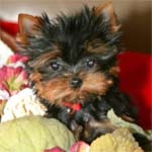 Awesome Yorkie Puppies for sale . 