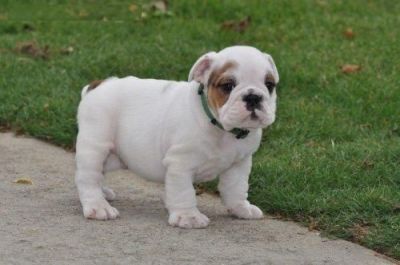 English Bulldog for adoption 