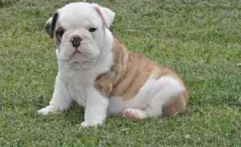 WELL TRAINED ENGLISH BULLDOG PUPPIES READY FOR NEW HOME