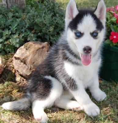 health guarantee siberian husky puppies with blue eyes for sale.
